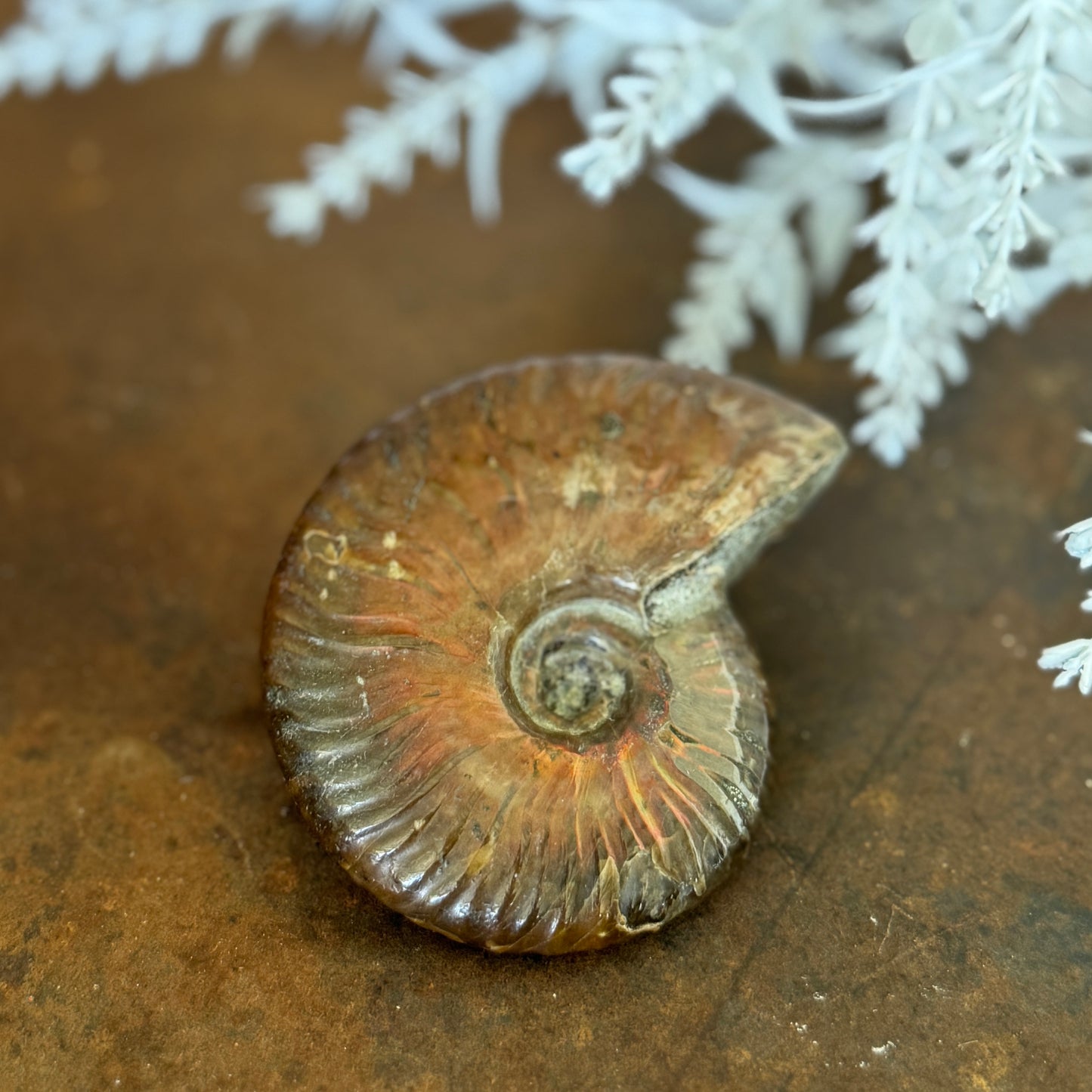 Ammonite Fossil– Unlock Ancient Wisdom & Transformational Energy