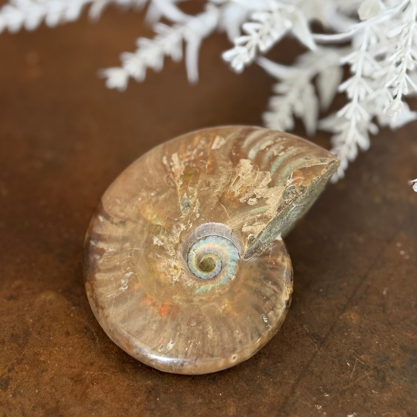 Ammonite Fossil– Unlock Ancient Wisdom & Transformational Energy