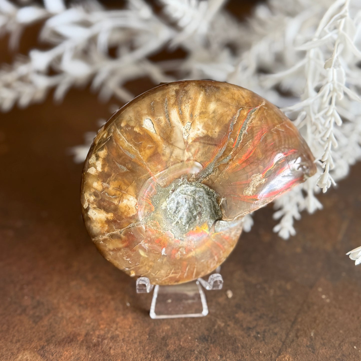 Ammonite Fossil– Unlock Ancient Wisdom & Transformational Energy