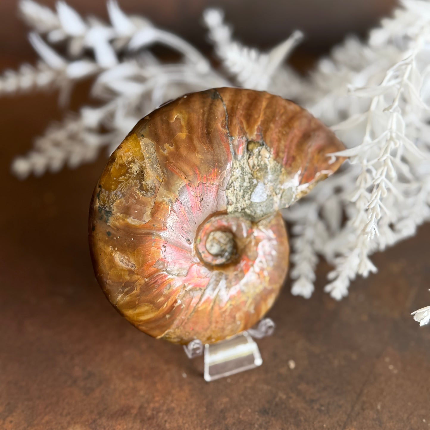 Ammonite Fossil– Unlock Ancient Wisdom & Transformational Energy