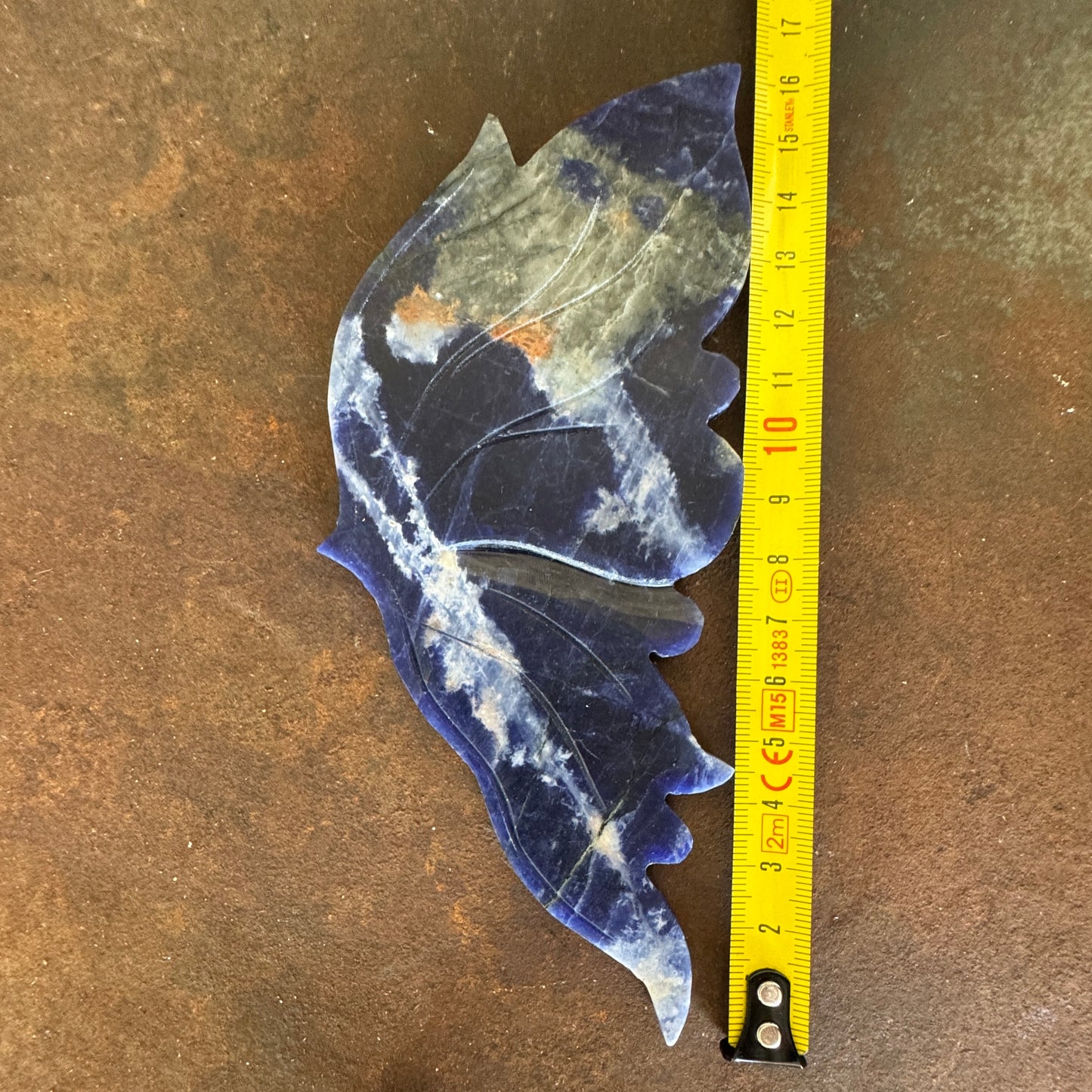 Crystal Wing next to a measuring tape on a brown surface