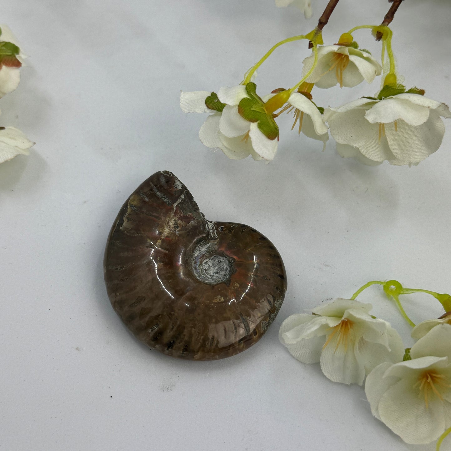 Ammonite