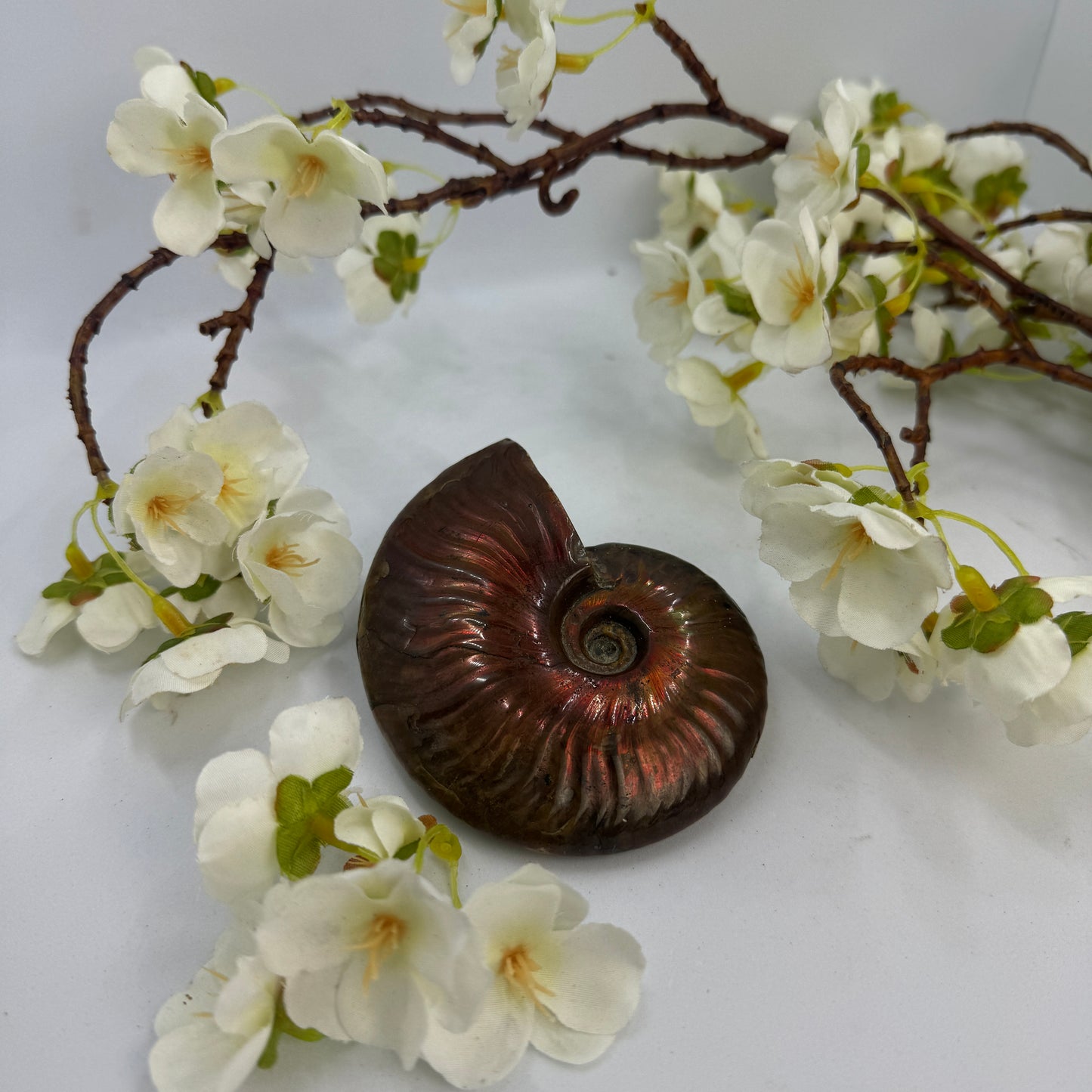 Ammonite