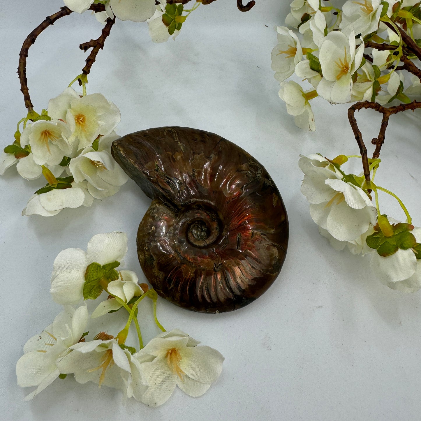 Ammonite