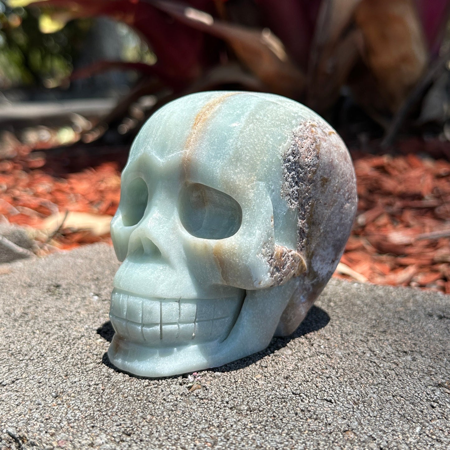 Caribbean Calcite Skull