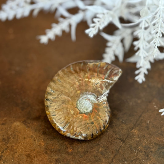 Ammonite Fossil– Unlock Ancient Wisdom & Transformational Energy