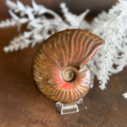 Ammonite Fossil– Unlock Ancient Wisdom & Transformational Energy