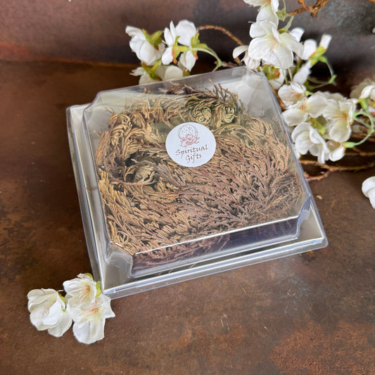 Rose of Jericho – Resurrection Plant for Abundance, Love & Spiritual Renewal