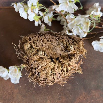 Rose of Jericho – Resurrection Plant for Abundance, Love & Spiritual Renewal