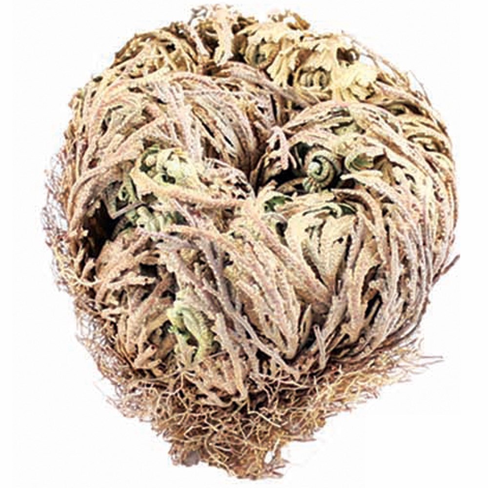 Rose of Jericho